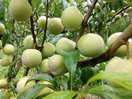 金年会|jinnianhui金年会·(金字招牌)诚信至上官网